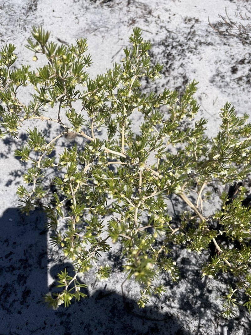 Asparagus lignosus photo 3