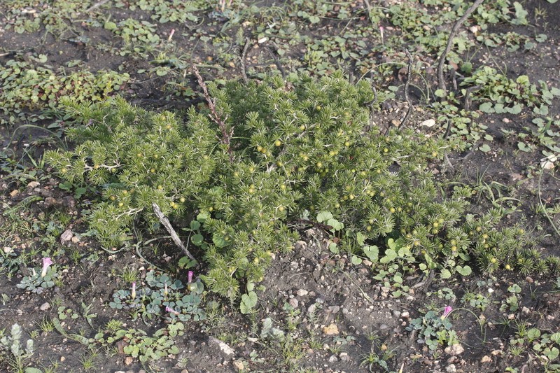 Asparagus lignosus photo 4