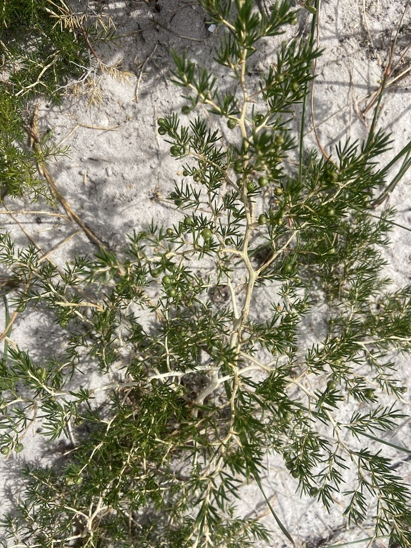 Asparagus lignosus photo 5