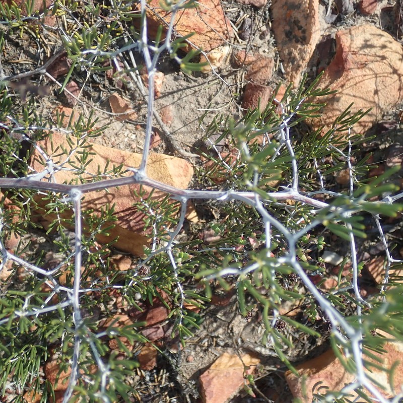 Asparagus lignosus photo 6