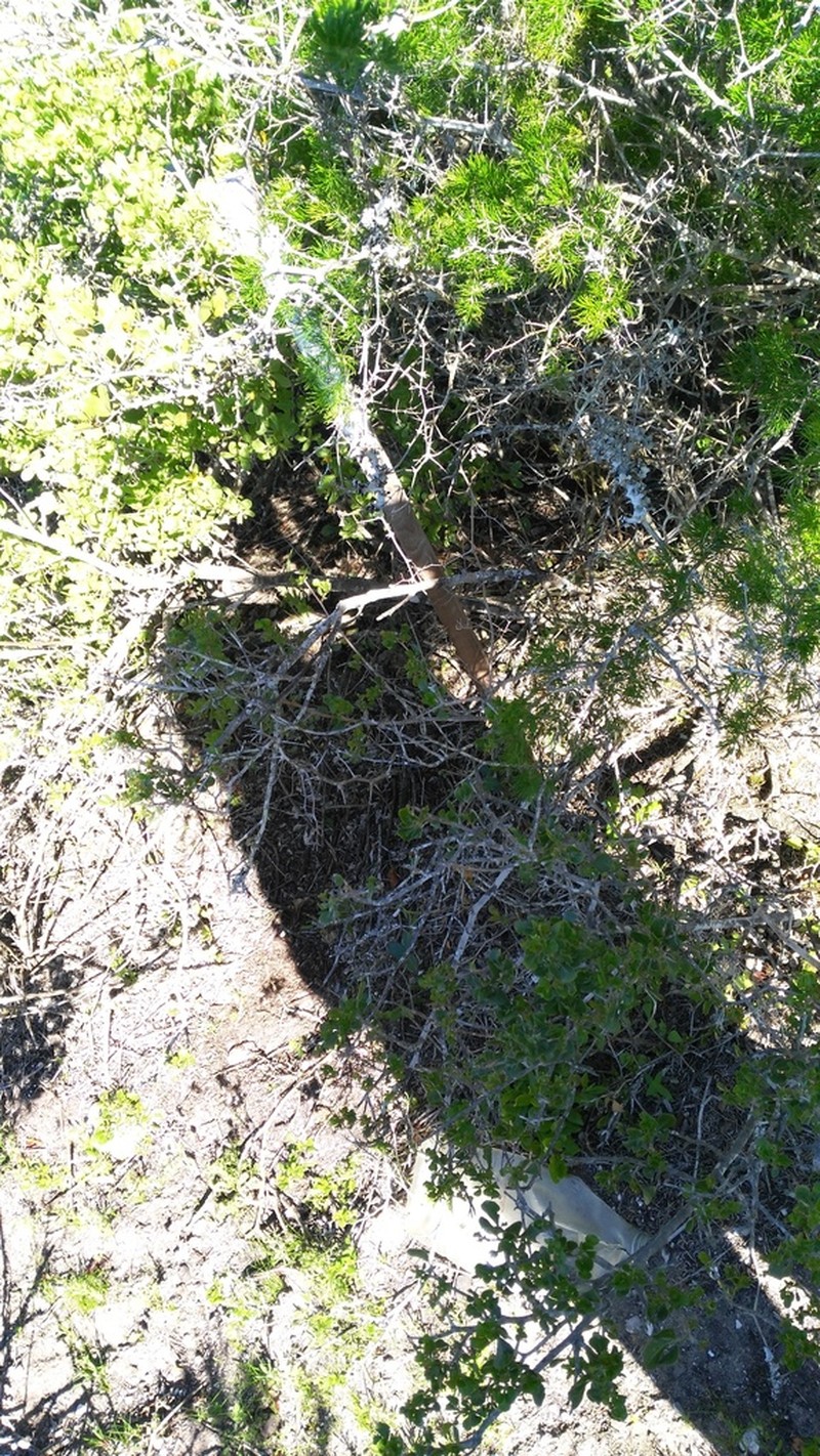 Asparagus lignosus photo 7