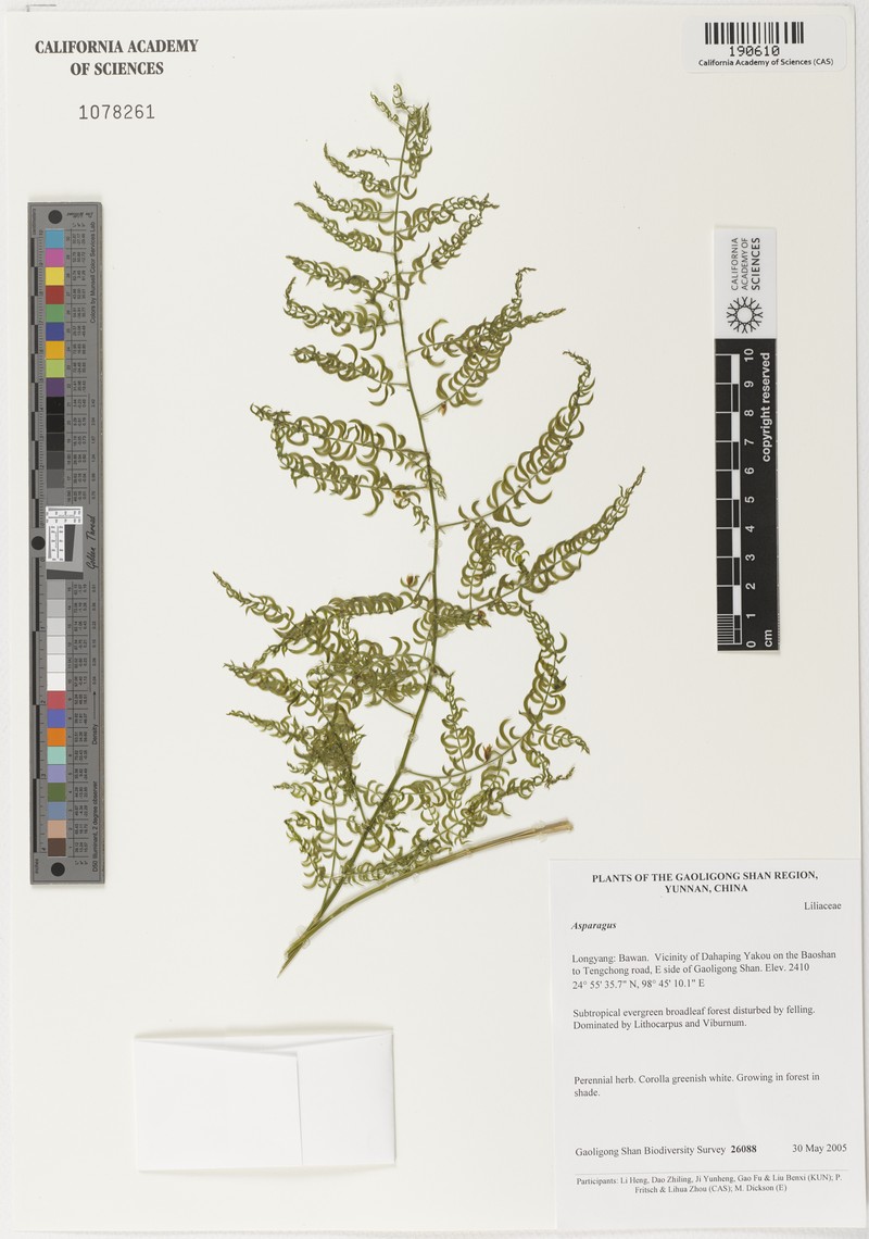 Asparagus lycopodineus