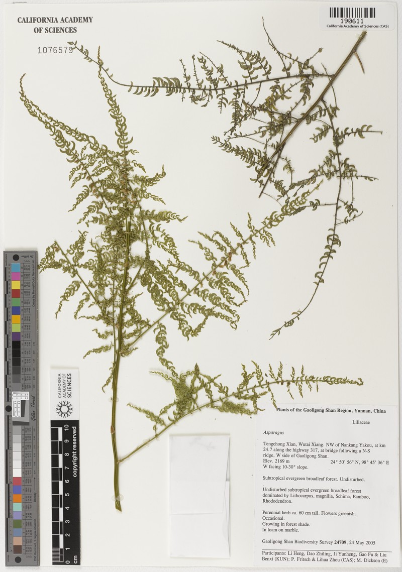 Asparagus lycopodineus photo 2