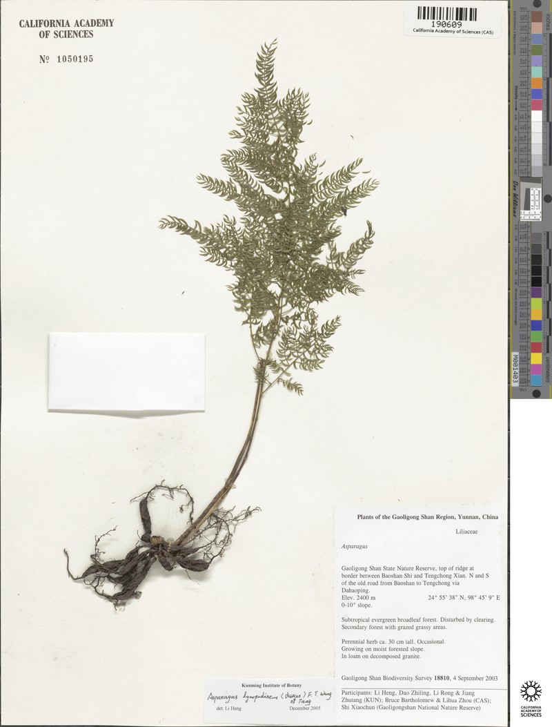 Asparagus lycopodineus photo 3