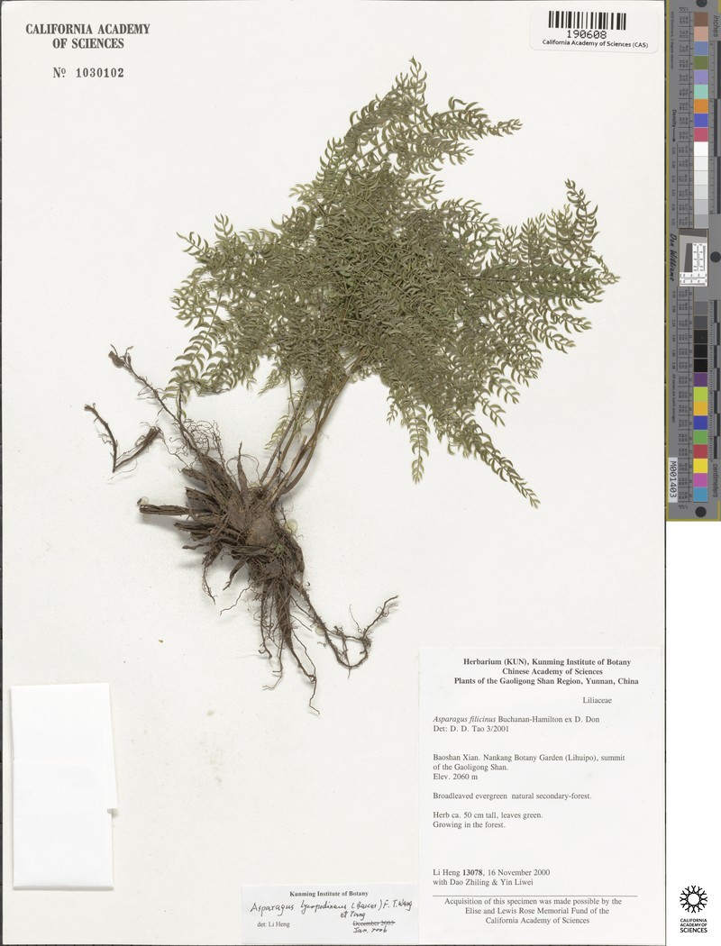 Asparagus lycopodineus photo 4