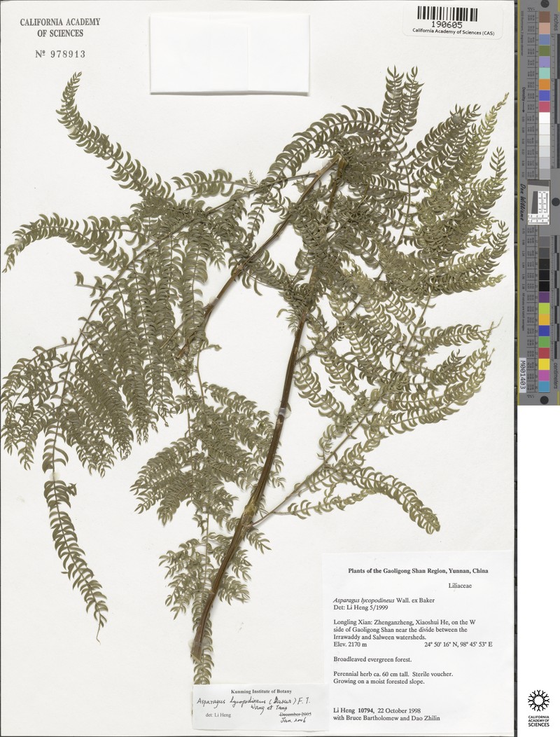 Asparagus lycopodineus photo 5