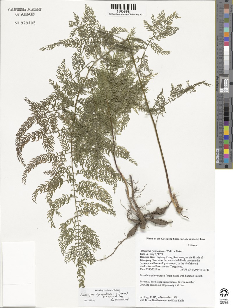 Asparagus lycopodineus photo 6