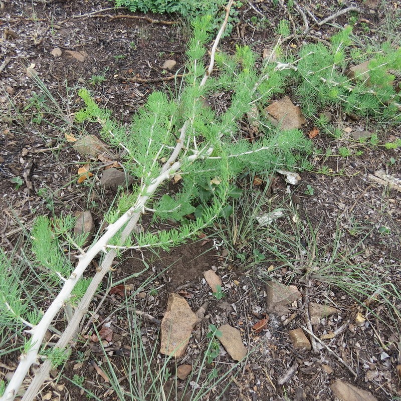 Asparagus lynetteae