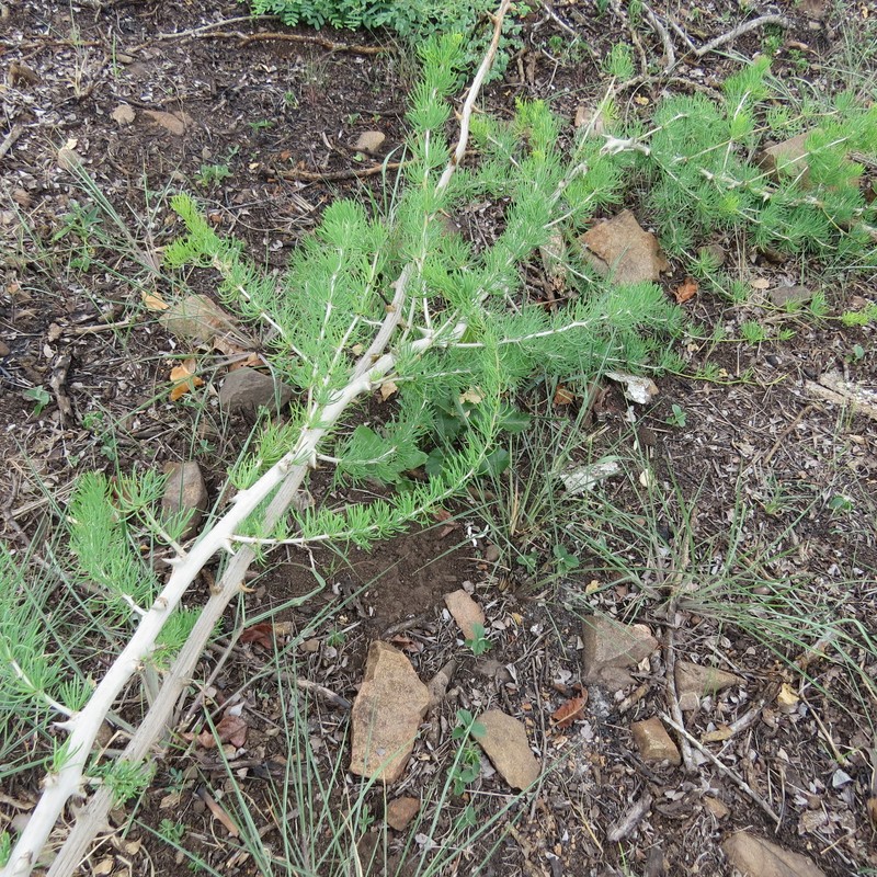 Asparagus lynetteae photo 2