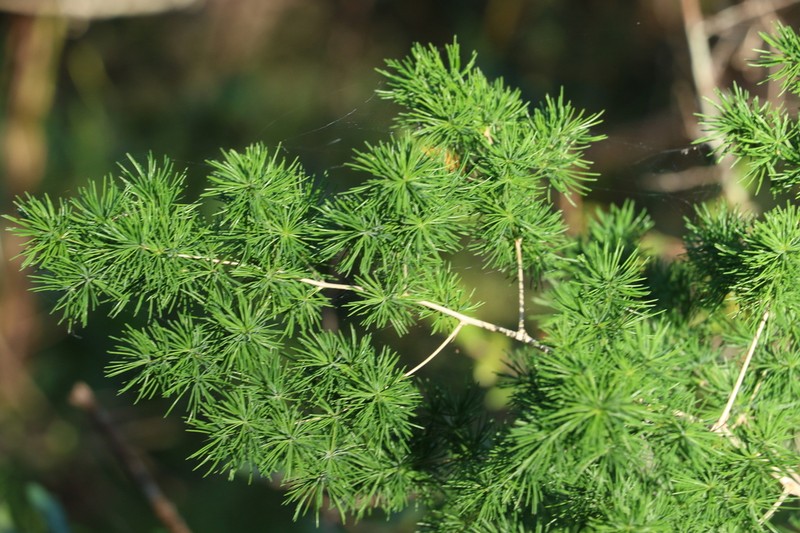 Asparagus macowanii