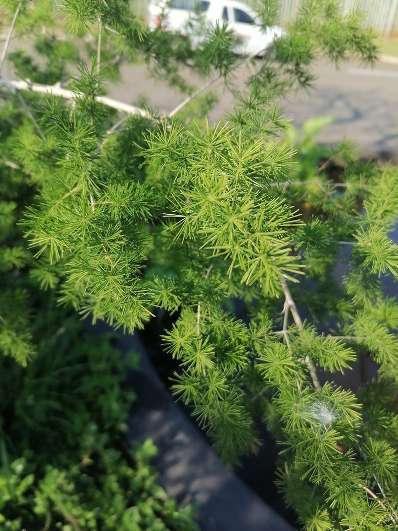 Asparagus macowanii photo 2