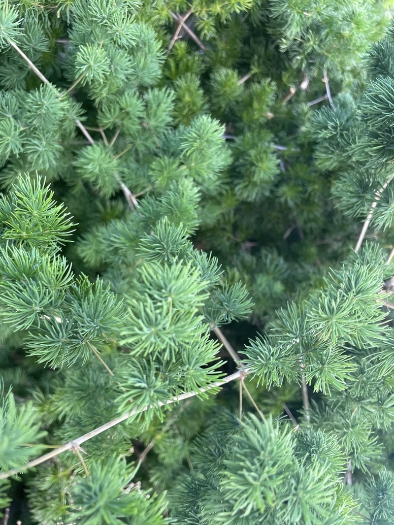 Asparagus macowanii photo 3