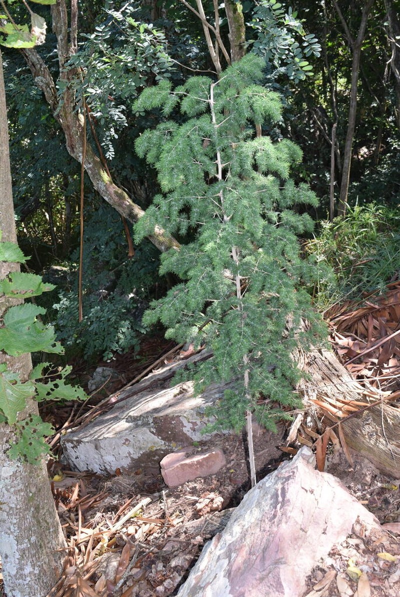 Asparagus macowanii photo 4
