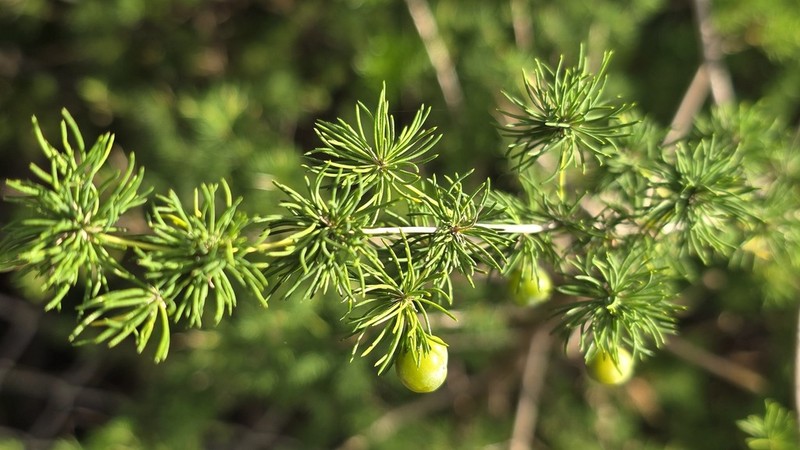 Asparagus macowanii photo 5