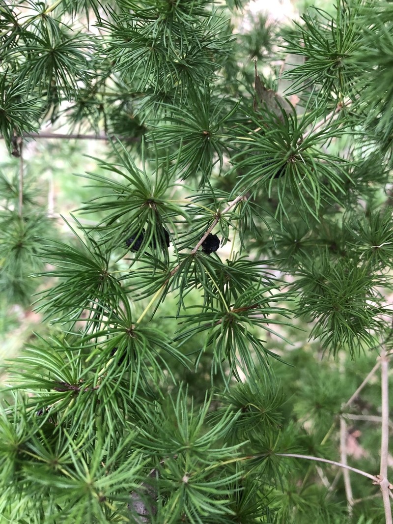 Asparagus macowanii photo 6