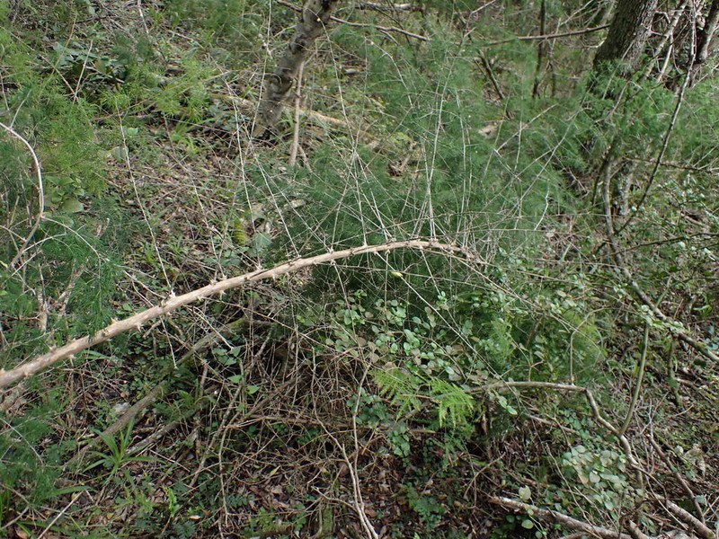 Asparagus macowanii photo 7