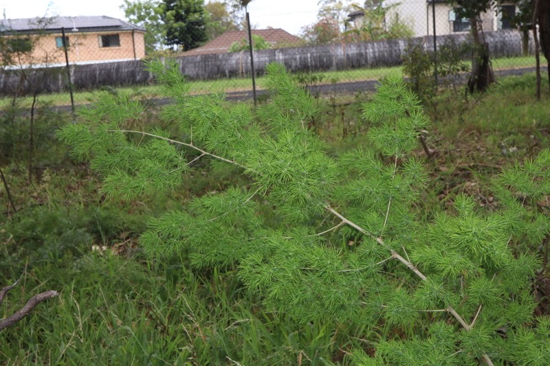 Asparagus macowanii photo 8