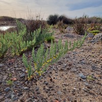 Asparagus macrorrhizus