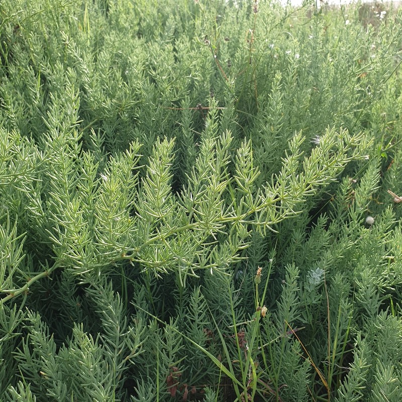 Asparagus macrorrhizus photo 3
