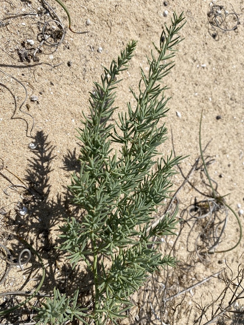 Asparagus macrorrhizus photo 4