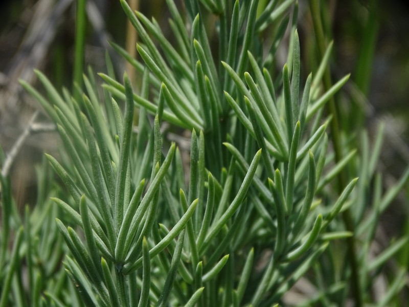 Asparagus macrorrhizus photo 5