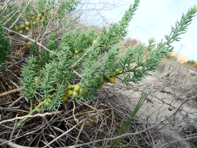 Asparagus macrorrhizus photo 6