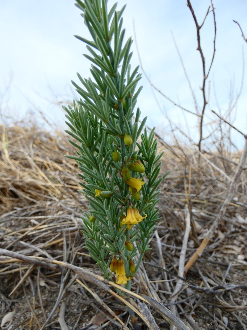 Asparagus macrorrhizus photo 8