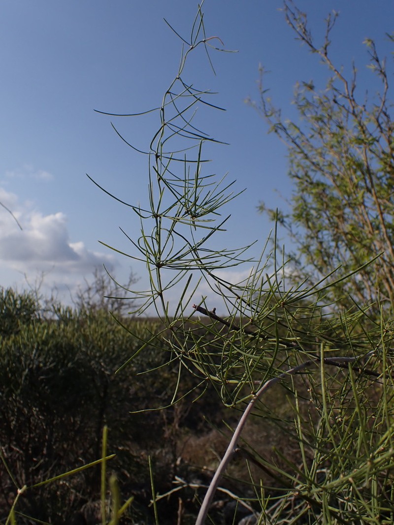 Asparagus madecassus photo 2