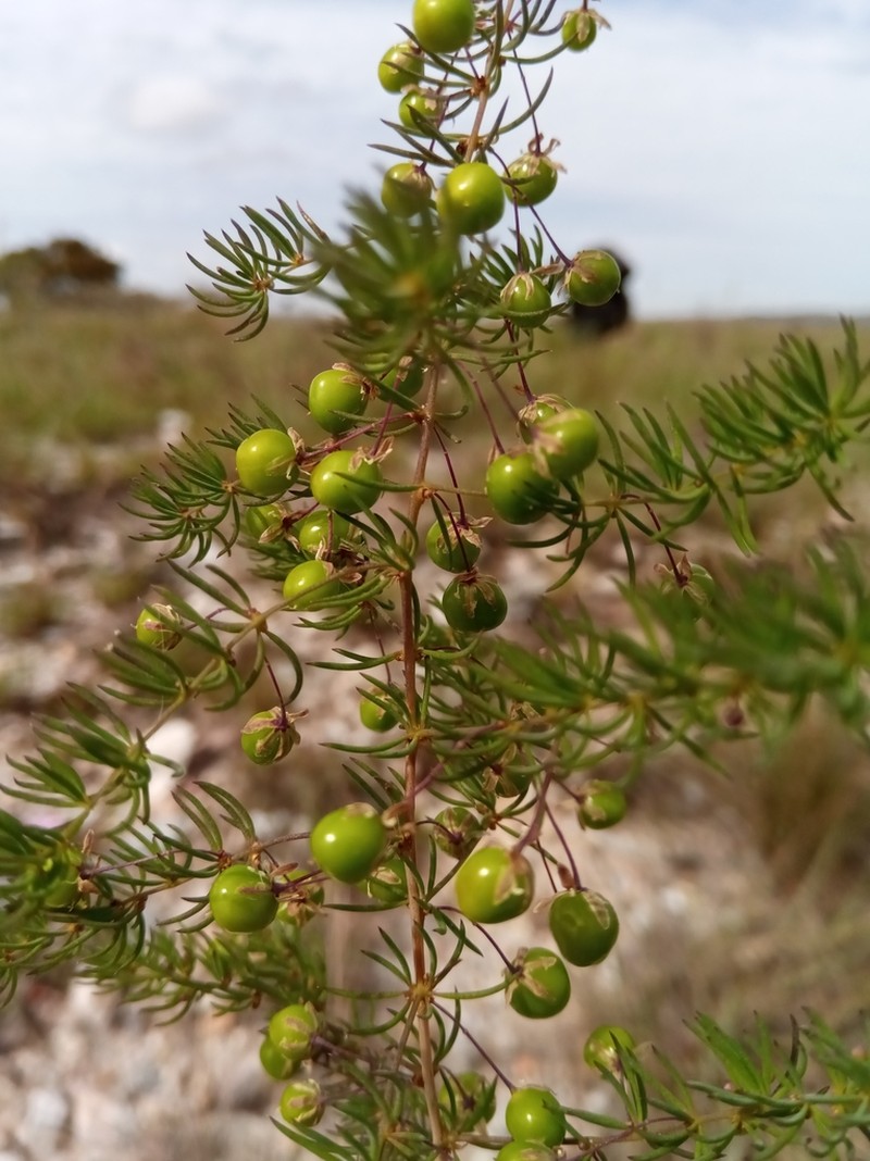 Asparagus madecassus photo 4