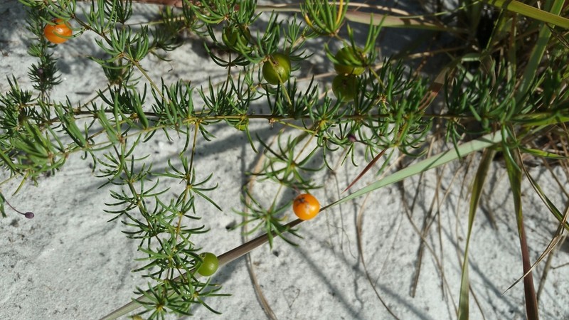 Asparagus madecassus photo 5