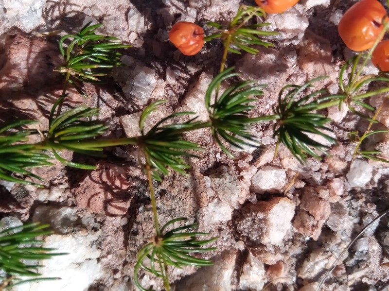 Asparagus madecassus photo 7