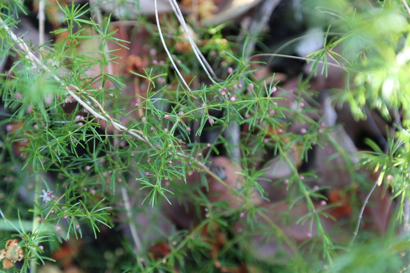 Asparagus madecassus photo 8
