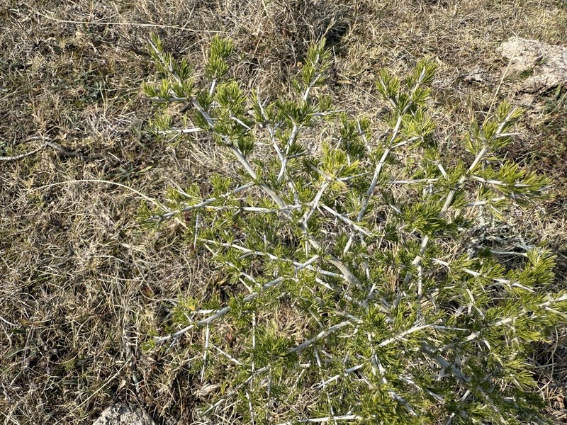Asparagus mariae