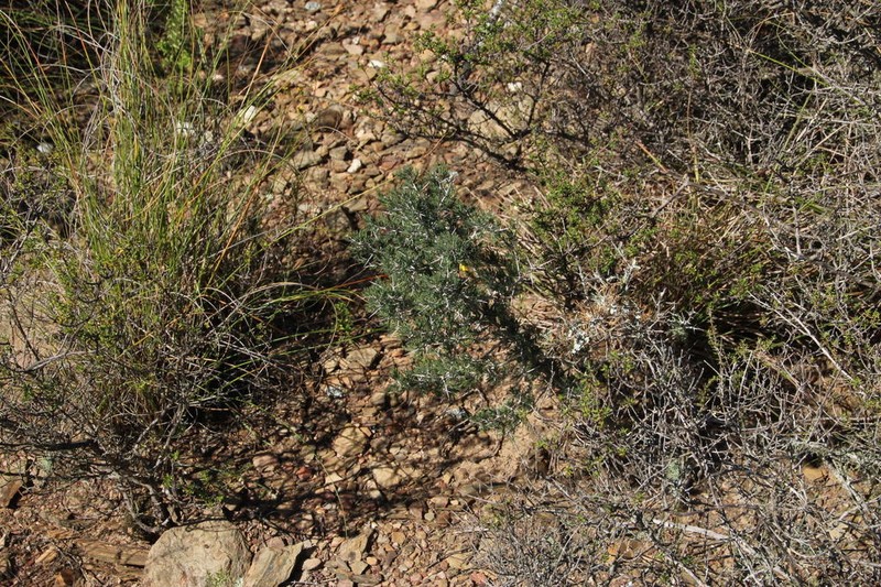 Asparagus mariae photo 2
