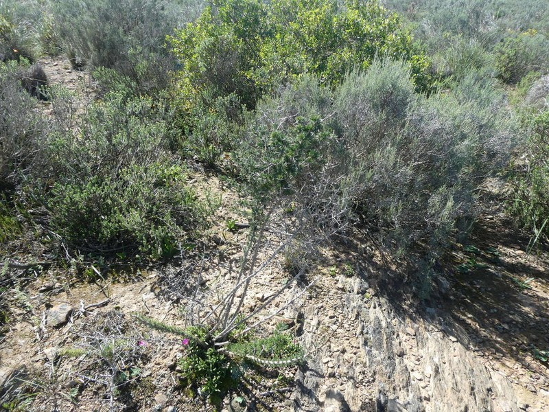Asparagus mariae photo 3