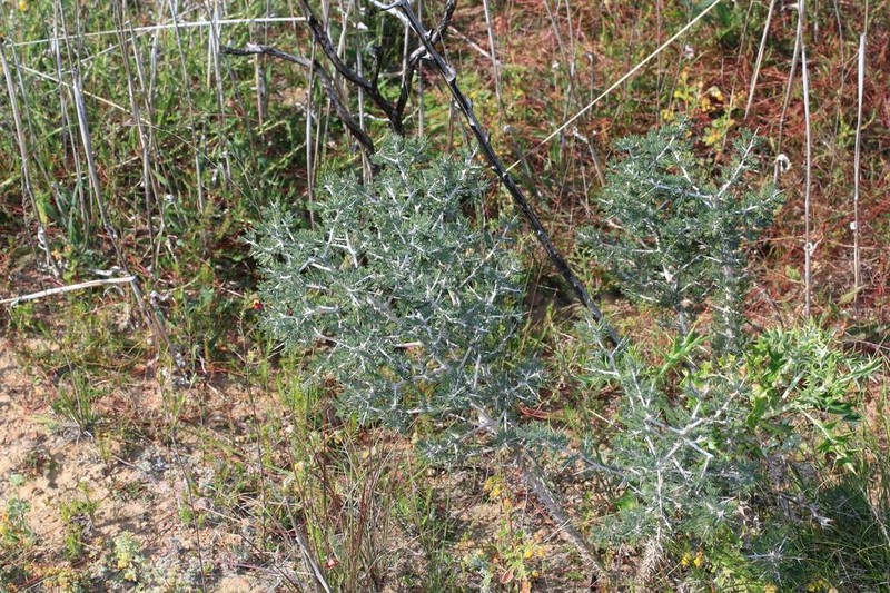 Asparagus mariae photo 4