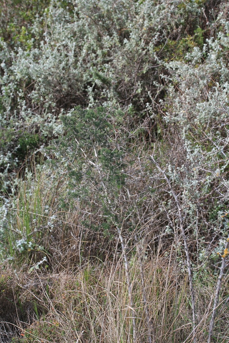 Asparagus mariae photo 5