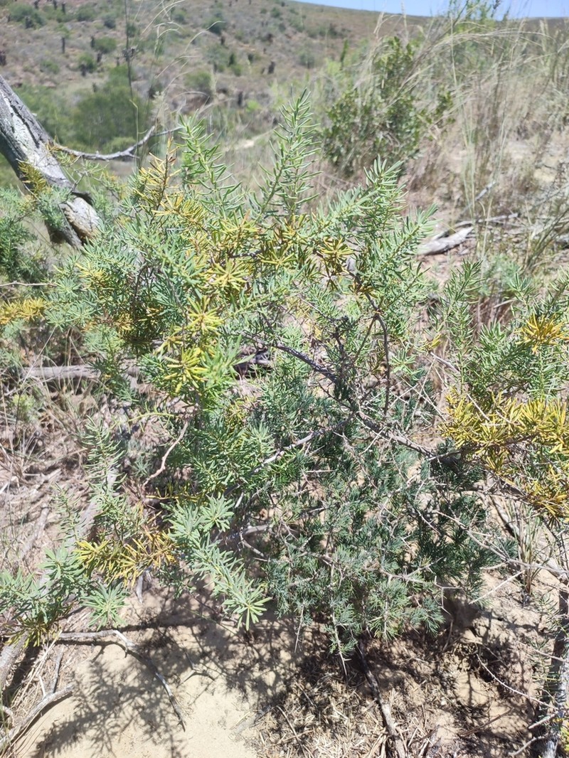 Asparagus mariae photo 6