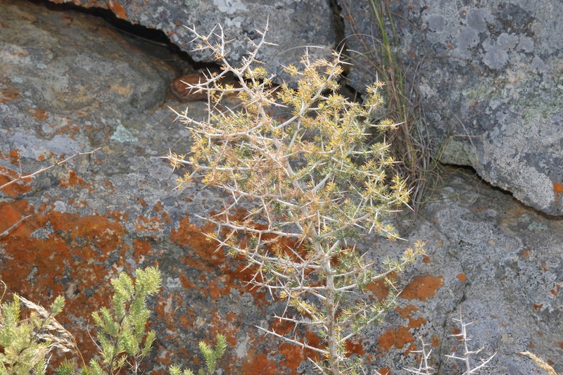 Asparagus mariae photo 7