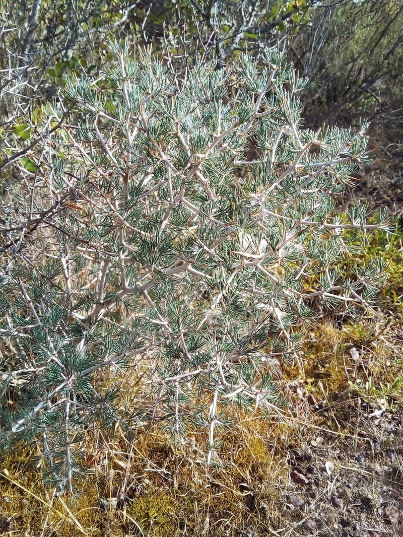 Asparagus mariae photo 8