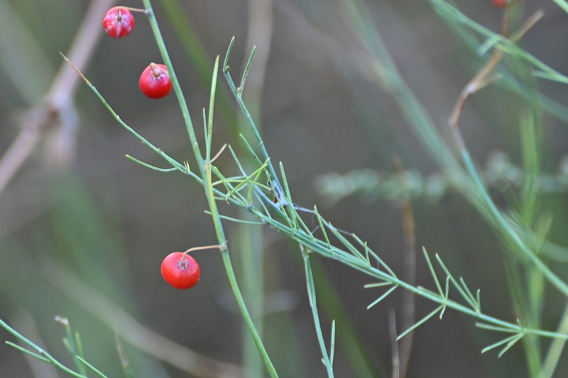 Asparagus maritimus photo 2