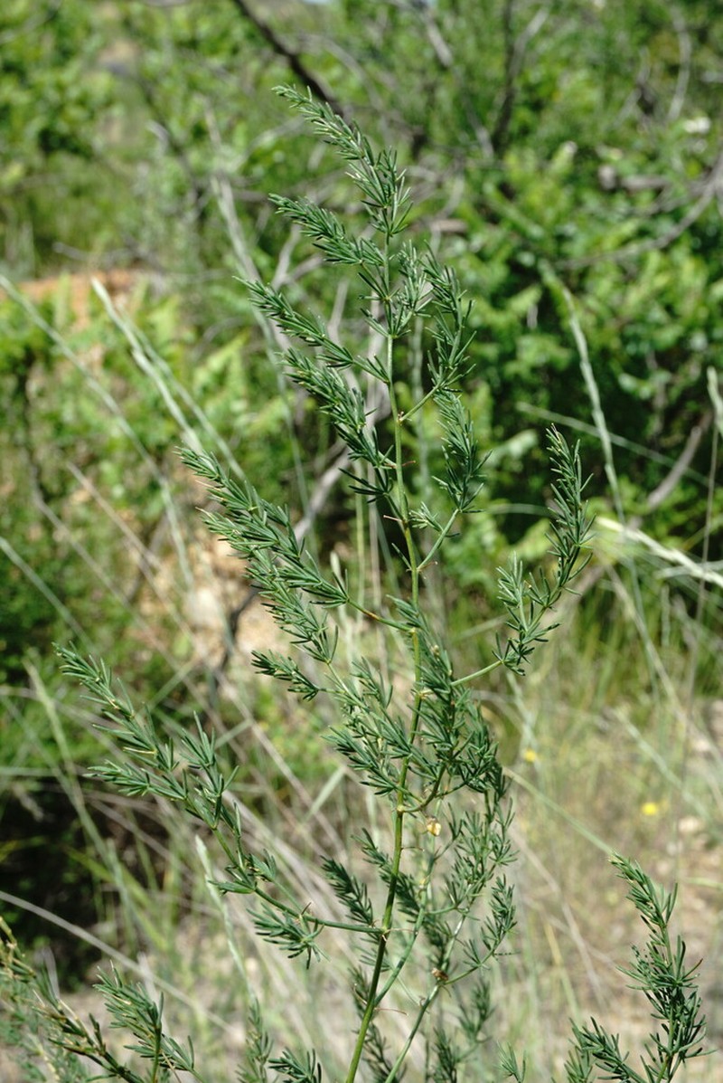 Asparagus maritimus photo 3