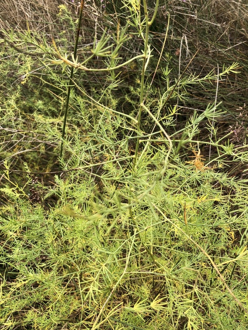 Asparagus maritimus photo 5