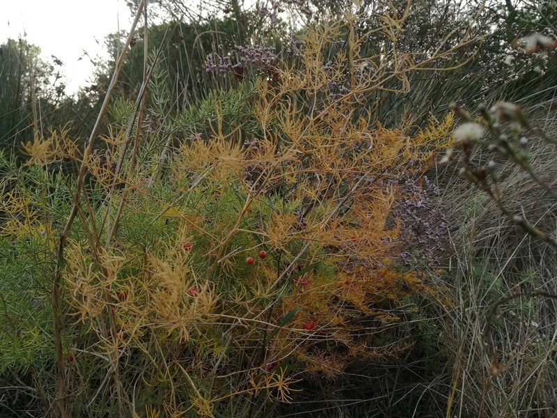 Asparagus maritimus photo 6