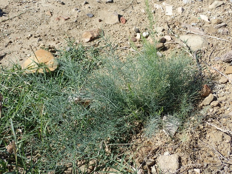 Asparagus maritimus photo 7