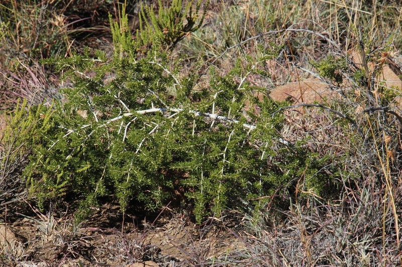 Asparagus microraphis photo 2