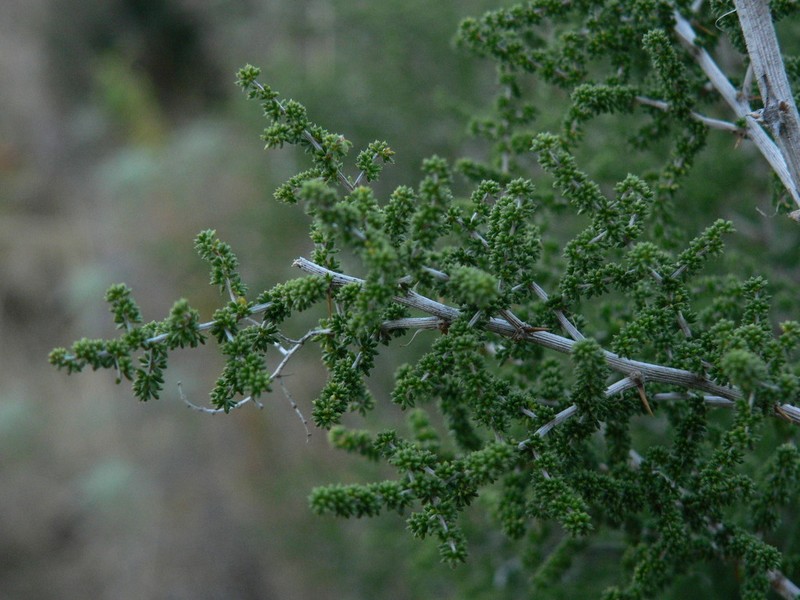 Asparagus microraphis photo 3