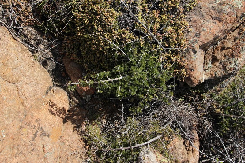 Asparagus microraphis photo 5
