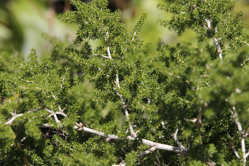 Asparagus microraphis photo 6