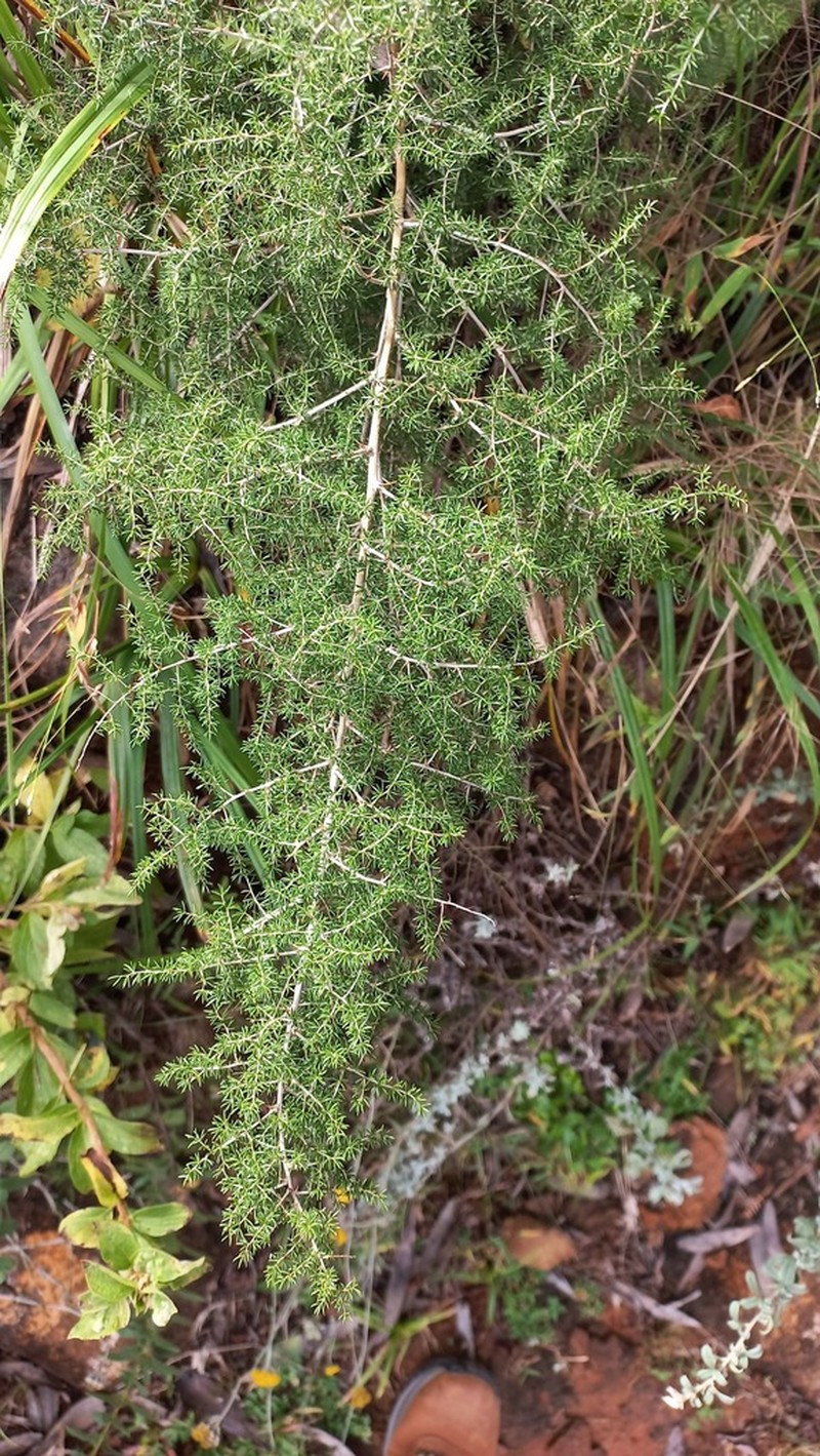 Asparagus microraphis photo 7